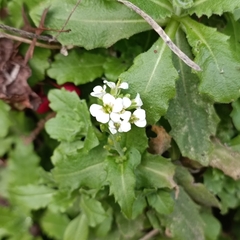 Arabis