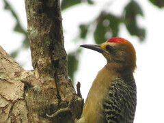 Melanerpes hoffmannii