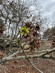 Acer macrophyllum