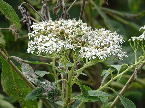Image of Verbesina turbacensis by (c) Alexis López Hernández, some rights reserved (CC BY)
