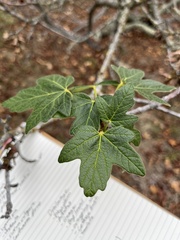 Acer macrophyllum