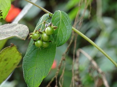 Jaltomata repandidentata