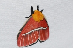 Pseudodirphia menander