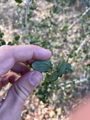 Ceanothus leucodermis