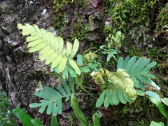 Polypodioideae