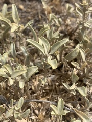 Atriplex garrettii