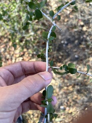Ceanothus leucodermis