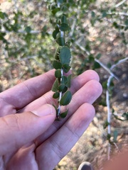 Ceanothus leucodermis