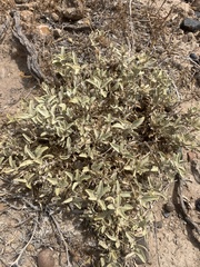 Atriplex garrettii