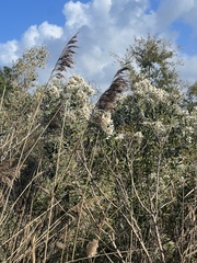 Lagerstroemia indica