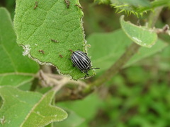 Leptinotarsa undecimlineata