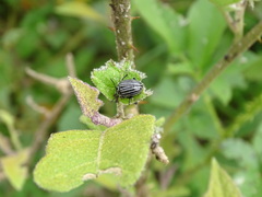 Leptinotarsa undecimlineata