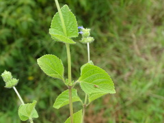 Salvia lasiocephala