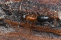 Camponotus atriceps