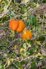 Ibervillea sonorae