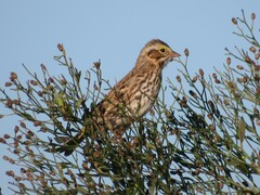 Passerculus sandwichensis savanna