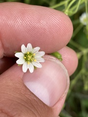 Cerastium nutans