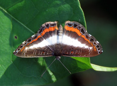 Nymphidium lisimon