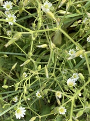 Cerastium nutans