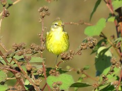 Setophaga discolor discolor