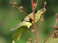Setophaga discolor discolor