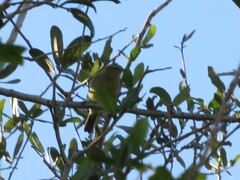 Leiothlypis celata celata