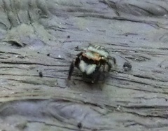Carrhotus sannio