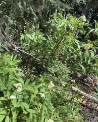 Koenigia phytolaccifolia