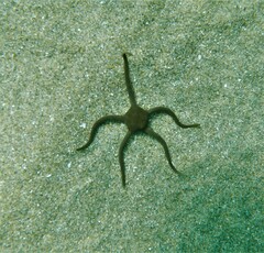 Ophioderma variegata