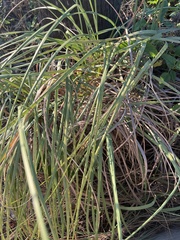 Cladium mariscus