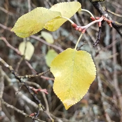 Cerasus