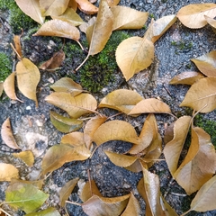 Cerasus