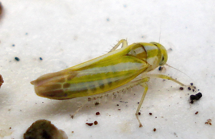 Alebra albostriella