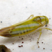 Alebra albostriella - Photo (c) Mick Talbot, some rights reserved (CC BY-NC), uploaded by Mick Talbot