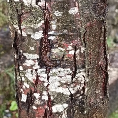 Alnus lusitanica