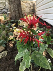 Monarda didyma