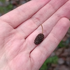 Alnus lusitanica