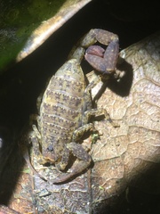 Tityus pusillus