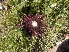 Carlina acaulis acaulis