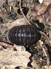 Armadillidium nasatum