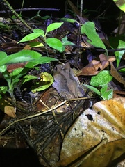 Proceratophrys renalis