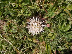 Carlina acaulis acaulis