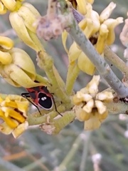 Lygaeus kalmii
