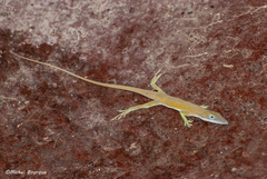 Anolis allisoni