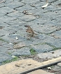 Passer domesticus