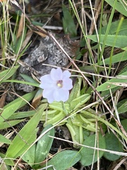 Pinguicula pumila