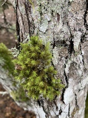 Orthotrichaceae