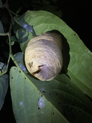 Angiopolybia