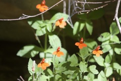 Erythranthe verbenacea