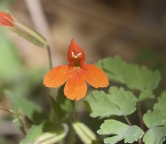 Erythranthe verbenacea
